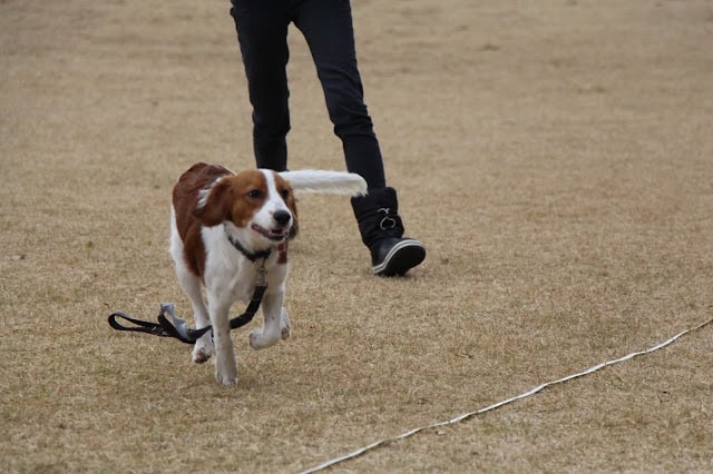 子犬のコーイケルホンディエが広いフィールドで遊んでいます。.