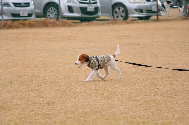 パピーのコーイケルホンディエ犬が広いフィールドを走っています。.