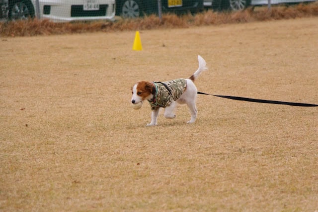 パピーのコーイケルホンドイエが広いフィールドを探索中.
