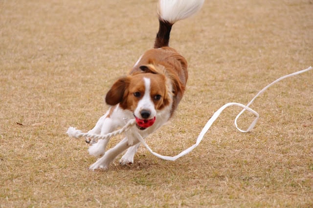 パピーのコーイケルホンディエがリボンを追いかけて走る姿.