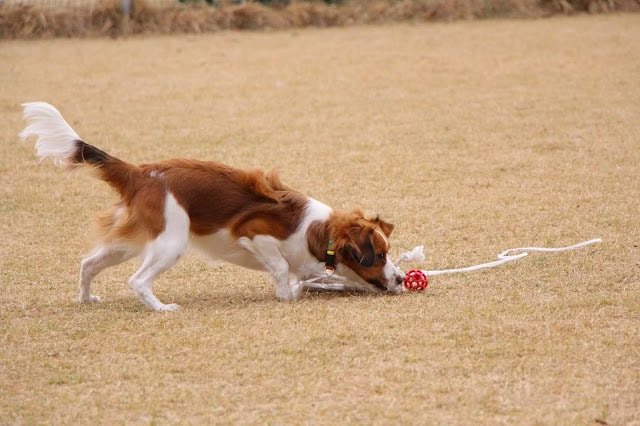 コーイケルホンディエの子犬が遊んでいる様子.