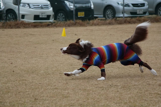パピーのボーダーコリーがレースで全力疾走している様子。.