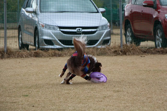 子犬がフリスビーを追いかけて遊んでいる様子.