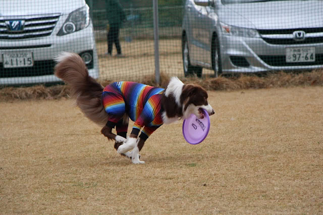 パピーのボーダーコリーがフリスビーをキャッチして走る様子.