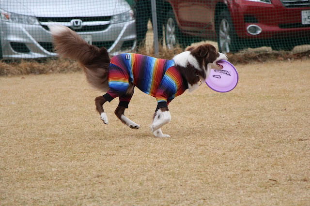 ボーダーコリーの子犬がカラフルな服を着てフリスビーを追いかけている様子.