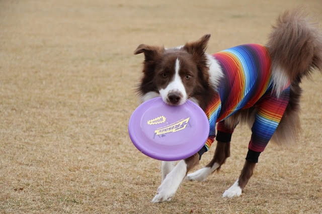 犬がフリスビーを咥えて走る姿.