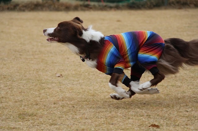 ボーダーコリーの子犬がカラフルな服を着て走る姿.