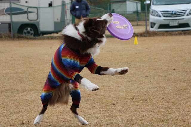 パピーのボーダーコリーがフリスビーをキャッチしようとジャンプしている瞬間.