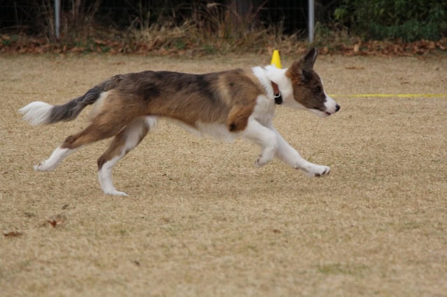 パピーのボーダーコリーがドッグランで遊んでいます.