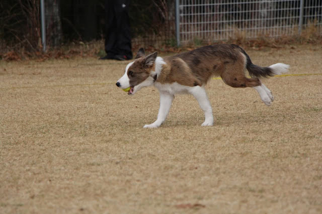 子犬のボーダーコリーが走る姿を捉えた写真です。.