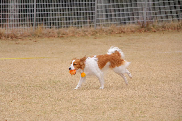 コーイケルホンディエ犬が公園でボール遊びを楽しむ様子.