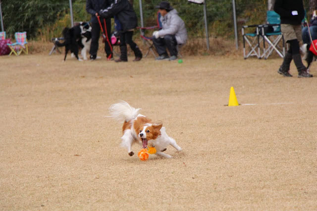 犬がアジリティ競技で楽しそうに走るシーン.