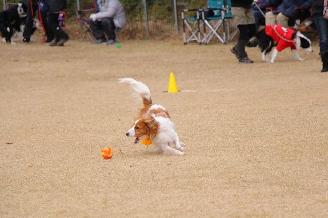 犬がトリックを披露している様子.
