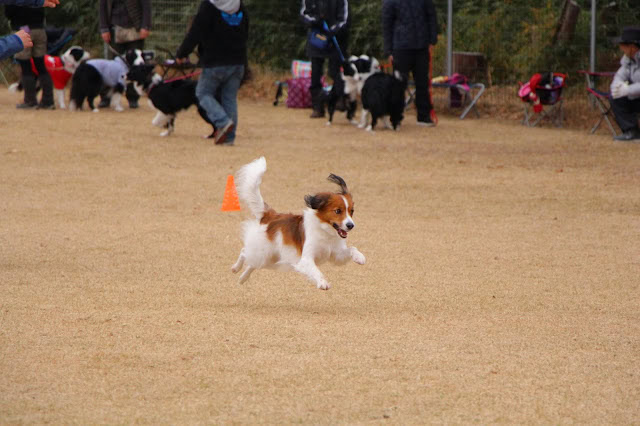 犬がコーイケルホンディエの子犬と一緒にドッグスポーツを楽しむ様子.