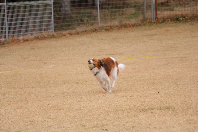 犬が走りながらボールを咥えているシーン.