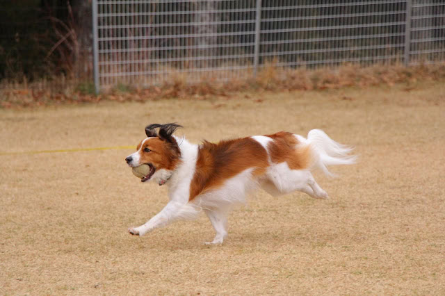 アダルト犬が走るコーイケルホンディエの写真.