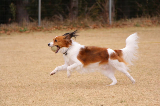 犬が公園で遊んでいるシーン.