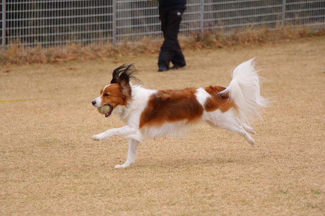 犬がボールを追いかけて走っています.