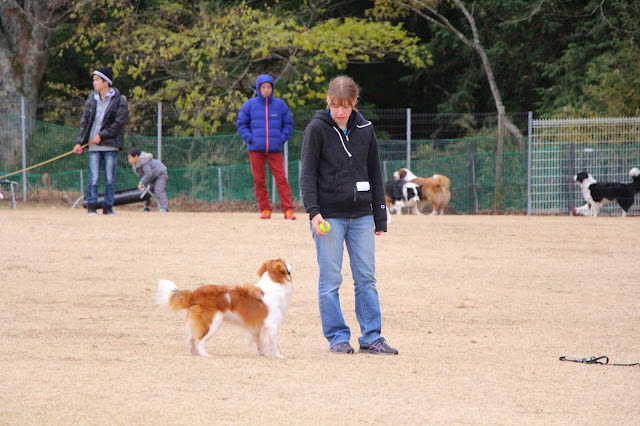 犬と飼い主がドッグトレーニングを楽しむ様子.