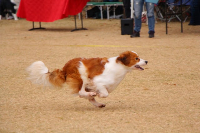 コーイケルホンディエの犬がドッグレースで全力疾走している瞬間.