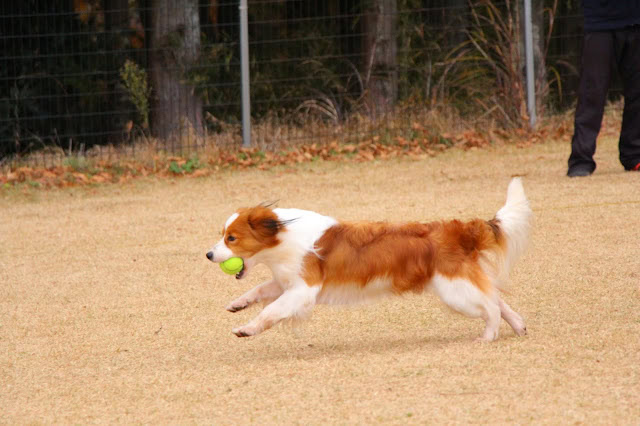 コーイケルホンディエ犬が芝生の上でボールを追いかける.
