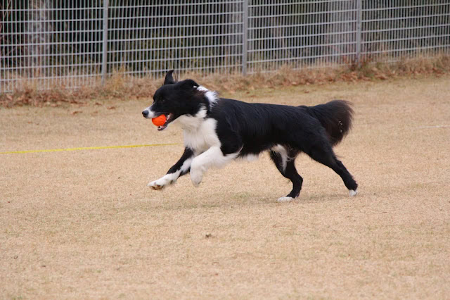 ボーダーコリーがドッグランで遊びながら走る様子.