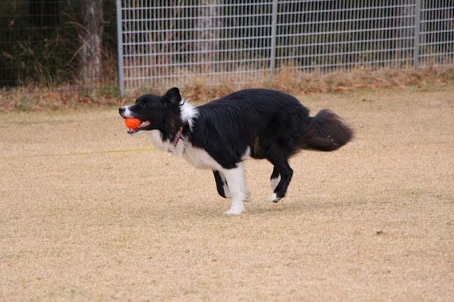 ボーダーコリーがボールを咥えて走る様子の写真です。.