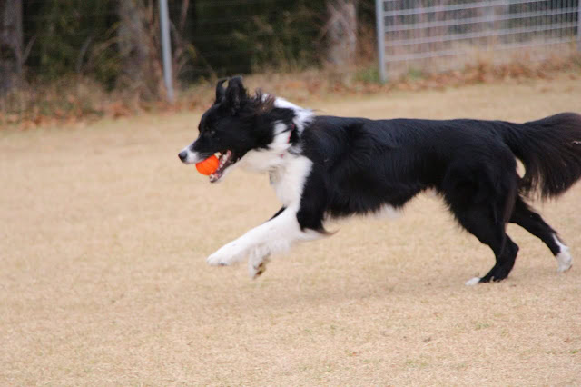 ボーダーコリーの子犬が芝生の広場でおもちゃのボールを追いかけて遊んでいます.