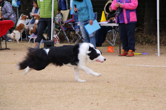ボーダーコリーがドッグスポーツで走る様子.