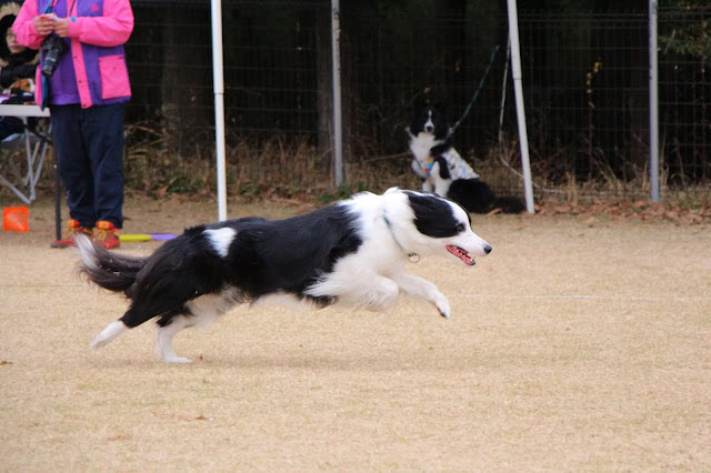 ボーダーコリーがドッグスポーツで全力疾走している瞬間.