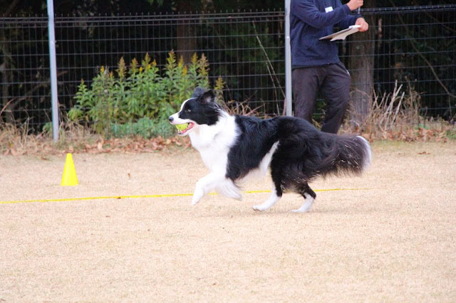 ボーダーコリーが訓練競技で走る様子を捉えた写真です。.