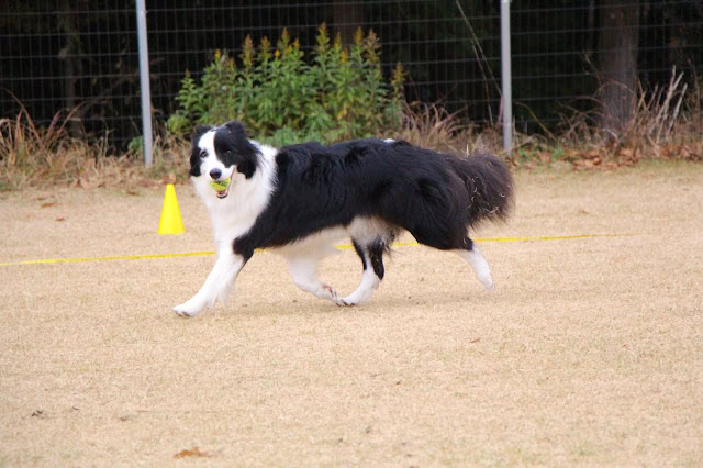 ボーダーコリーがドッグスポーツを楽しむ様子。.