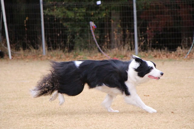ボーダーコリーが広いフィールドで走る様子.