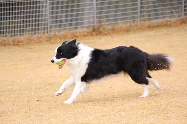 ボーダーコリーが広いドッグランで楽しそうに走っています。.