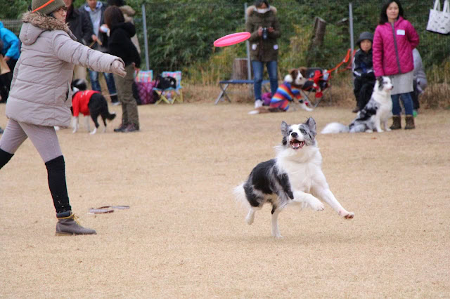 犬がフリスビーをキャッチして走る瞬間を捉えた写真.