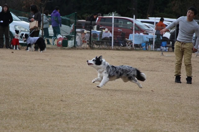 犬がエキスパートクラスのYUSHA杯で走る瞬間を捉えた写真.