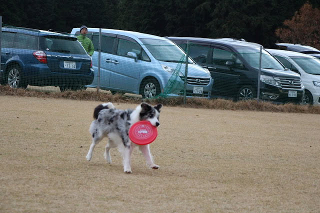 犬がフリスビーをキャッチしている瞬間を捉えた写真.