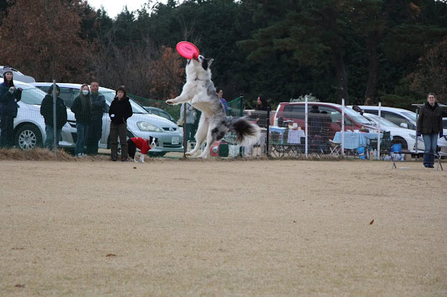 犬がフリスビーを空中でキャッチしている様子を捉えた画像です.