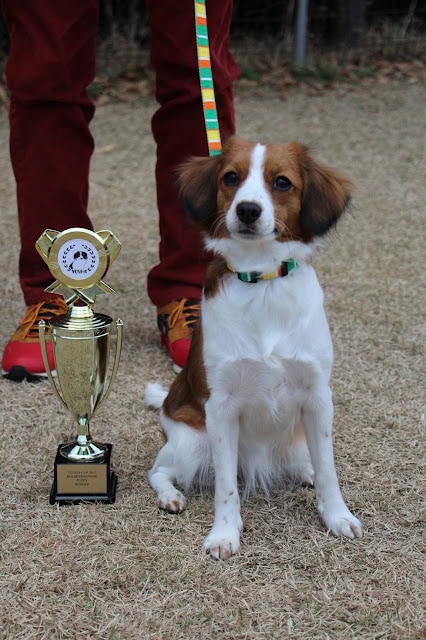パピークラスのコーイケルホンディエ犬が表彰台に座る.