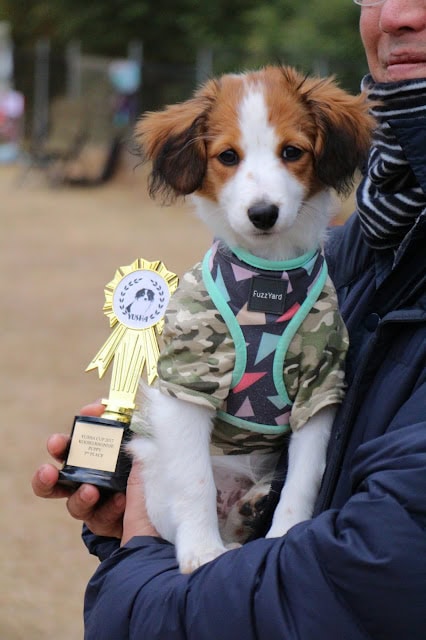 子犬のコーイケルホンドがトロフィーとともに写る.