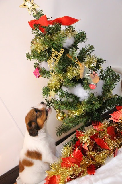 クリスマスツリーの飾りと子犬のかわいい瞬間.