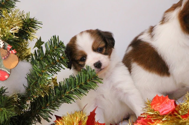 クリスマスの飾りと一緒に遊ぶ子犬の写真.