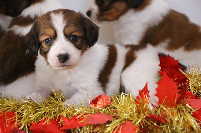 かわいい子犬たちとクリスマス飾りの写真、楽しいホリデーの雰囲気を伝えます.