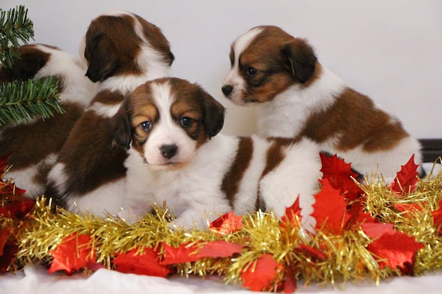 クリスマス飾りの前で遊ぶ子犬たち.