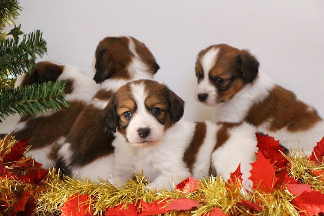 クリスマス飾りと子犬のかわいいグループ写真.