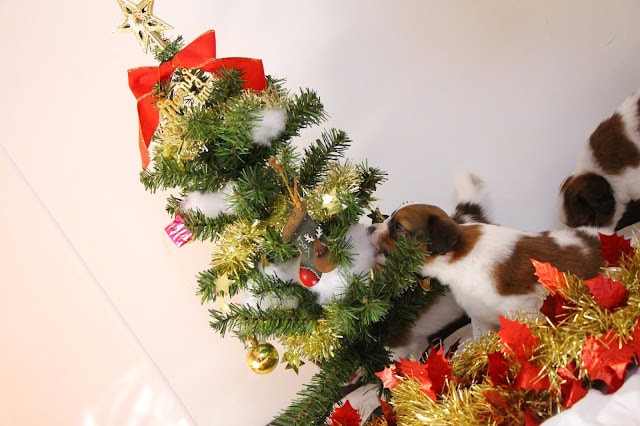 クリスマスツリーと遊ぶ子犬たちのかわいいシーン.