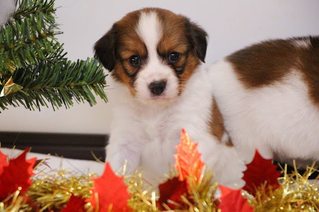 クリスマス飾りと一緒にいるかわいい子犬の画像.