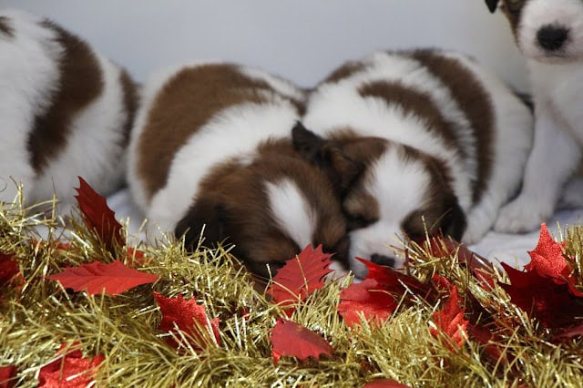 クリスマスの子犬と飾り付け.