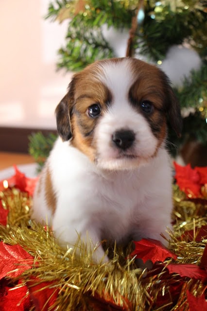 クリスマスツリーの前で座るかわいい子犬の写真.