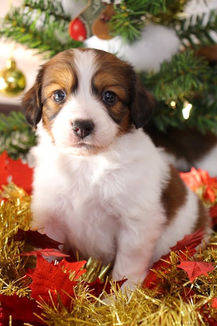 クリスマスツリーの前で座るかわいい子犬の画像.
